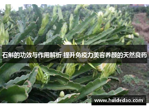 石斛的功效与作用解析 提升免疫力美容养颜的天然良药